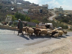Un pastore del poverissimo villaggio di Al Tuwani, estremo sud della West Bank, Palestina
