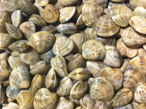 vongole