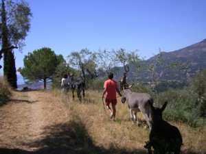 Asini nelle campagne dell'Isola d'Elba