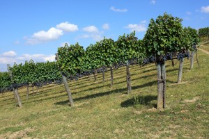 Campania, Provincia di Avellino, vigneto di Aglianico di Taurasi