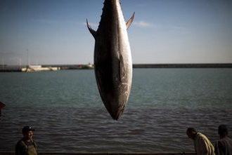 pesca del tonno