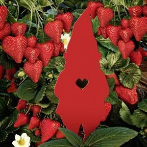 Animedagiardino NDG_VALENTINO