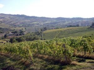 Verdicchio - vigneti Cupramontana