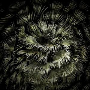 Irene Kung - Palma a raggiera