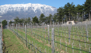 Pinot Nero Dalzocchio