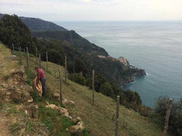 Le Cinque Terre -terrazzamenti