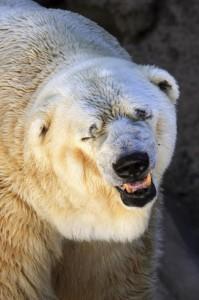 Arturo-orso-polare