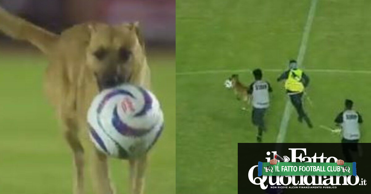 Domeniche Bestiali – Il cane ruba il pallone e dribbla tutti: il telecronista si esalta